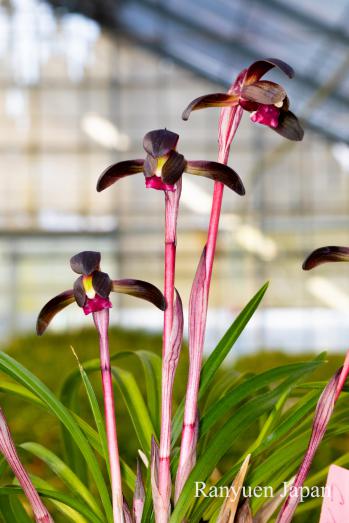 春蘭 蘭裕園 Ranyuen