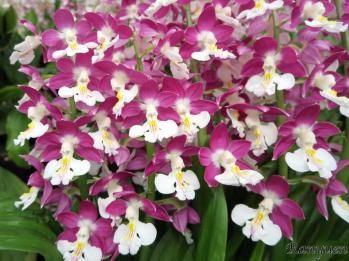 エビネ 蘭裕園 Ranyuen