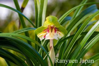 春蘭 蘭裕園 Ranyuen