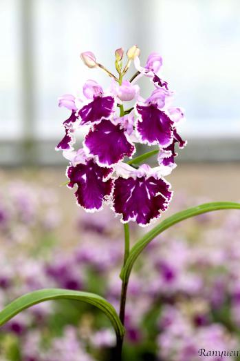 アワチドリ・夢ちどり 蘭裕園 Ranyuen