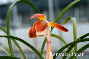 春蘭 蘭裕園 Ranyuen