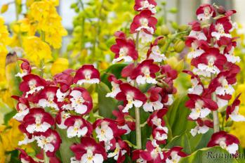 エビネ 蘭裕園 Ranyuen