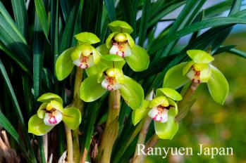 春蘭 蘭裕園 Ranyuen
