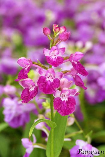 アワチドリ・夢ちどり 蘭裕園 Ranyuen