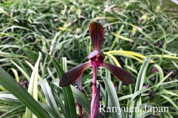 春蘭 蘭裕園 Ranyuen