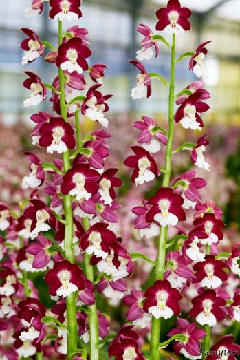 エビネ 蘭裕園 Ranyuen