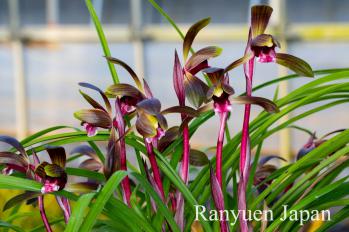 春蘭 蘭裕園 Ranyuen