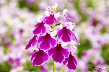 アワチドリ・夢ちどり 蘭裕園 Ranyuen