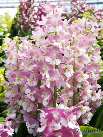 エビネ 蘭裕園 Ranyuen