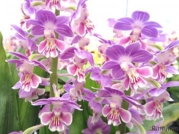 エビネ 蘭裕園 Ranyuen