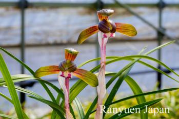 春蘭 蘭裕園 Ranyuen