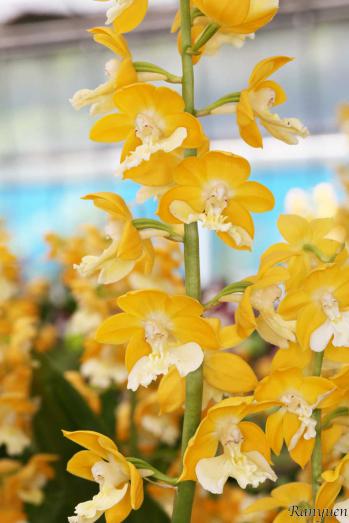 エビネ 蘭裕園 Ranyuen