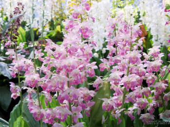 エビネ 蘭裕園 Ranyuen