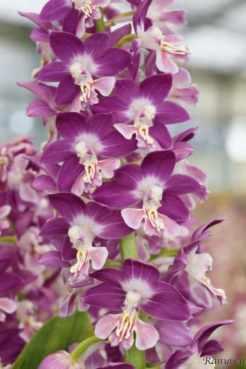 エビネ 蘭裕園 Ranyuen