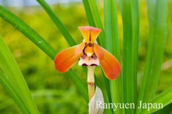 春蘭 蘭裕園 Ranyuen