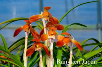 春蘭 蘭裕園 Ranyuen