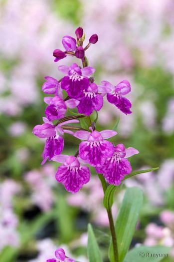 アワチドリ・夢ちどり 蘭裕園 Ranyuen