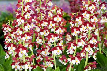 エビネ 蘭裕園 Ranyuen