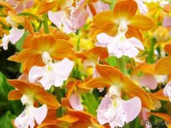 エビネ 蘭裕園 Ranyuen