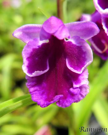 アワチドリ・夢ちどり 蘭裕園 Ranyuen