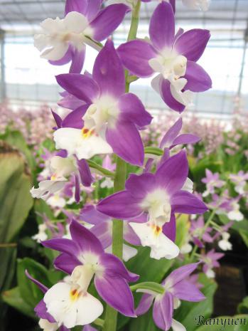 エビネ 蘭裕園 Ranyuen