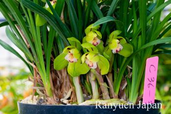 春蘭 蘭裕園 Ranyuen