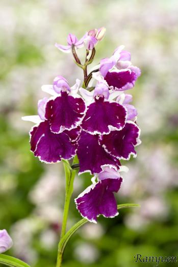 アワチドリ・夢ちどり 蘭裕園 Ranyuen