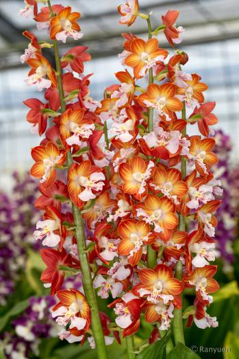 エビネ 蘭裕園 Ranyuen