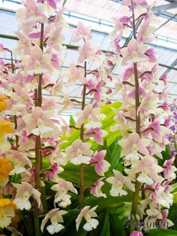 エビネ 蘭裕園 Ranyuen