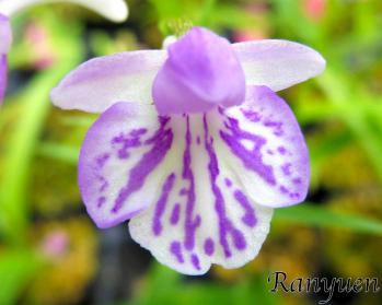 アワチドリ・夢ちどり 蘭裕園 Ranyuen