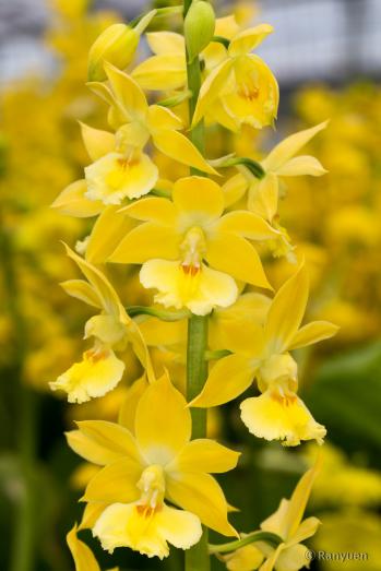 エビネ 蘭裕園 Ranyuen