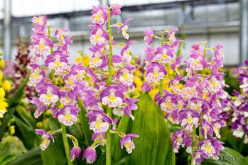 エビネ 蘭裕園 Ranyuen