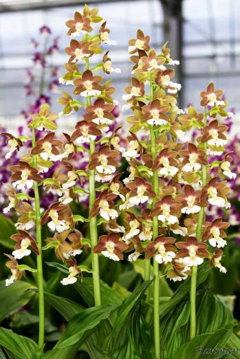 エビネ 蘭裕園 Ranyuen