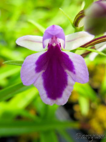 アワチドリ・夢ちどり 蘭裕園 Ranyuen