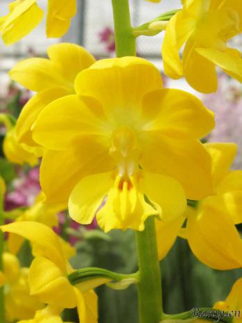 エビネ 蘭裕園 Ranyuen