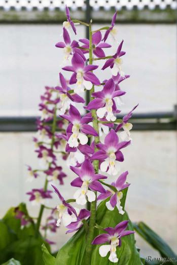 エビネ 蘭裕園 Ranyuen