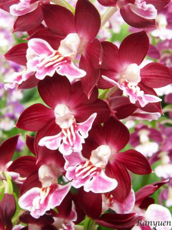 エビネ 蘭裕園 Ranyuen