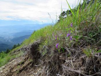 ニョホウチドリ 蘭裕園 Ranyuen