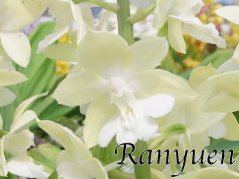 エビネ 蘭裕園 Ranyuen