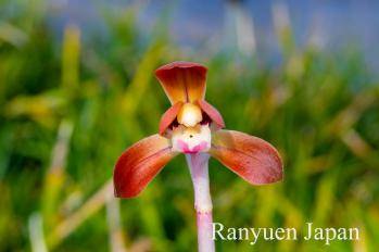 春蘭 蘭裕園 Ranyuen