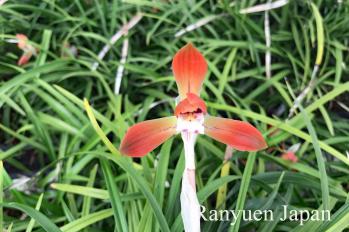 春蘭 蘭裕園 Ranyuen