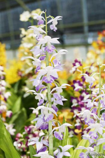 エビネ 蘭裕園 Ranyuen
