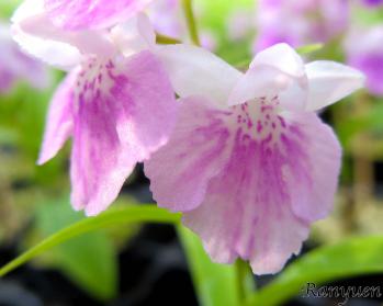 アワチドリ・夢ちどり 蘭裕園 Ranyuen