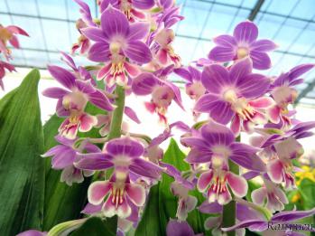 エビネ 蘭裕園 Ranyuen