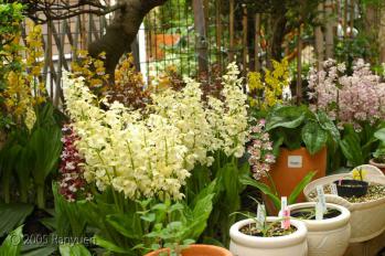 蘭裕園スタイル 蘭裕園 Ranyuen