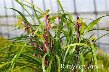 春蘭 蘭裕園 Ranyuen