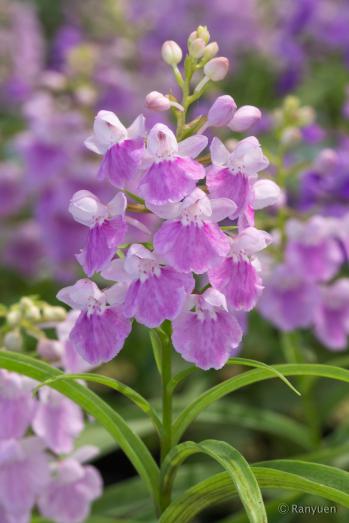 アワチドリ・夢ちどり 蘭裕園 Ranyuen