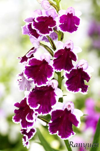 アワチドリ・夢ちどり 蘭裕園 Ranyuen