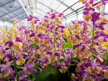 エビネ 蘭裕園 Ranyuen