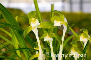 春蘭 蘭裕園 Ranyuen